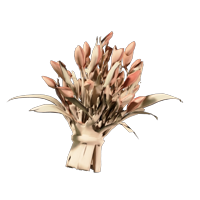 Flower Soap
