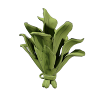 Kelp