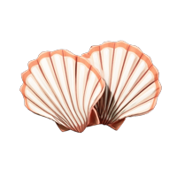 Scallops